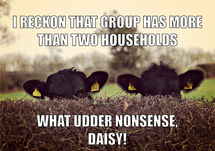 Animal-Friends-Comedy-Photo-Awards-Funny-Pet-Memes-Quarantine