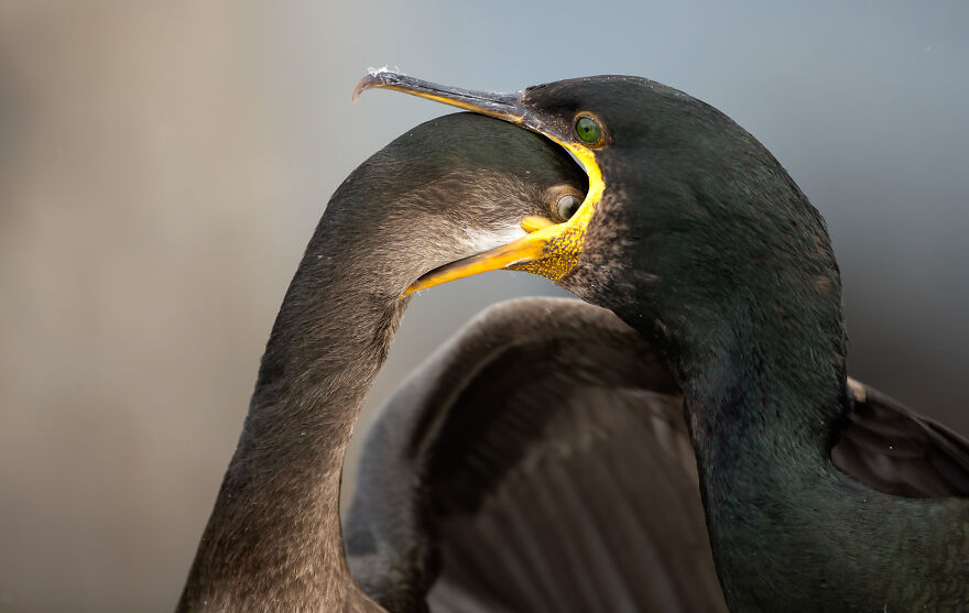 European Shag By Brian Matthews