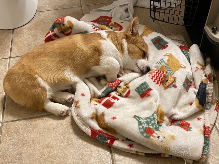 My Lil Pupper And His Blankie