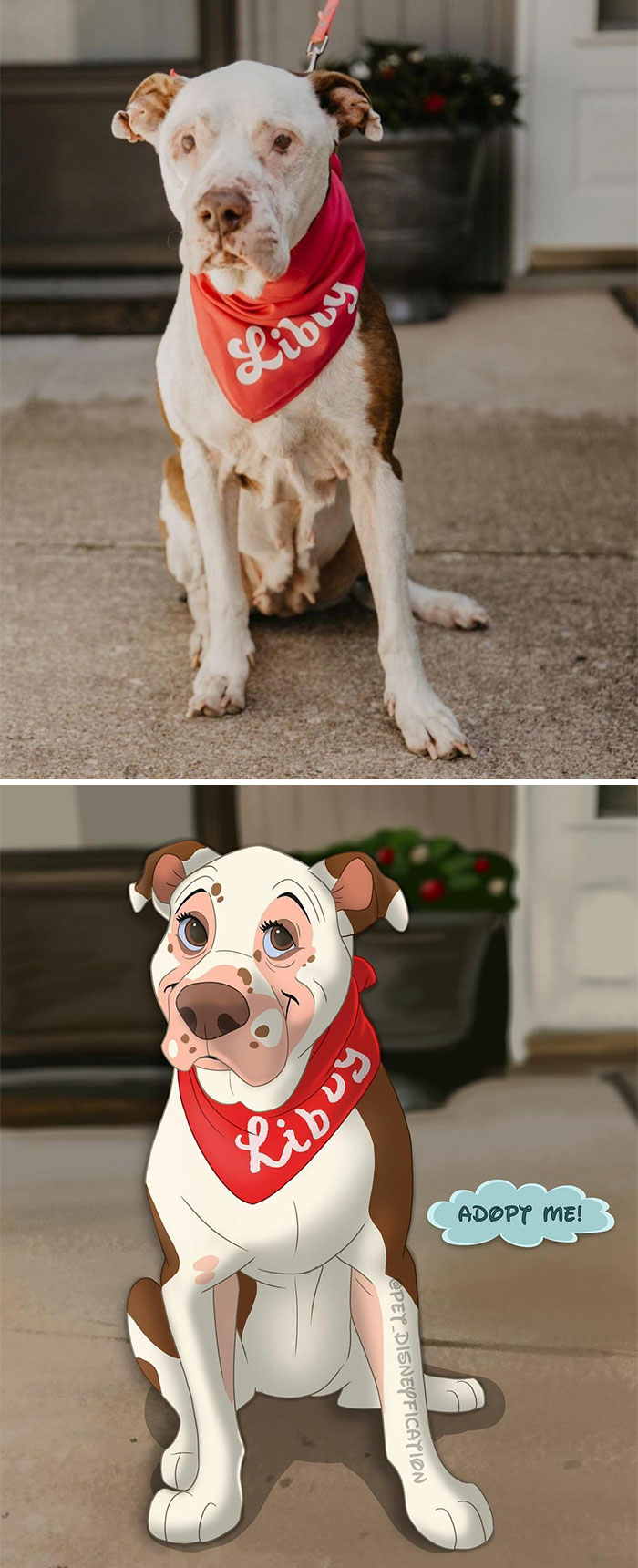 ❤️take Me Home Tuesday ❤️ 🏡 ⁣
⁣
this Lovely Sweet Old Lady Is Liberty (Libby).⁣ 🥰
she Was Saved On The 4th Of July In Missouri. Libby Is Deaf And Partially Blind, And She Has Some Irritated Skin Due To Allergies, And Probably 10ish Years Old. ❤️⁣
⁣
despite All This She Is Filled To The Brim With Love And Waiting For Someone To Adopt Her! ⁣
she Loves Car Rides And Walks 😄⁣
⁣
libby Is Available At The Midwest Bully Breed Rescue In Kansas City, Missouri. Please Help Her Find A Forever Home 🤞🥰