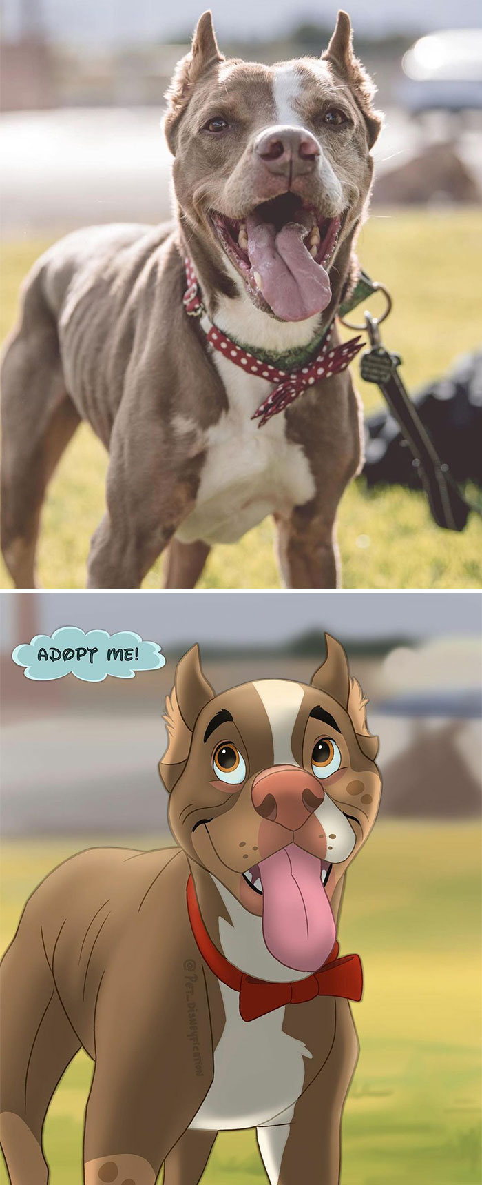 🛑 Savemesaturday 🛑 ⁣⁣
⁣⁣
this Is Dublin! 😍⁣⁣
he Is A Sweet, Mellow 7 Year Old Boy, Located In Las Vegas, Nv. @thechurchillfoundation⁣⁣
⁣⁣
dubs Is An Amazing Dog: He’s Super Well Behaved, Loves People & Toys And Has No Problem Being Left Unattended. 🥰⁣⁣
he’s Looking For A Nice Home Where He Can Be The Only Pet! ⁣⁣
⁣⁣
dubs Doesn’t Do Well In The Shelter, And Is About To Lose His Foster Home. He Will Get Sick With Stress In The Shelter 😔⁣⁣💔
so He Really, Really Needs A Foster Or A Permanent Home! ⁣⁣
⁣⁣
please Share This Boy With Anyone That Could Help. I Will Put A Link To His Adoption Page In My Story! ⁣⁣
⁣⁣
thank You All ❤️⁣
⁣
#adoptdontshop #shelterdog #adoptabledog