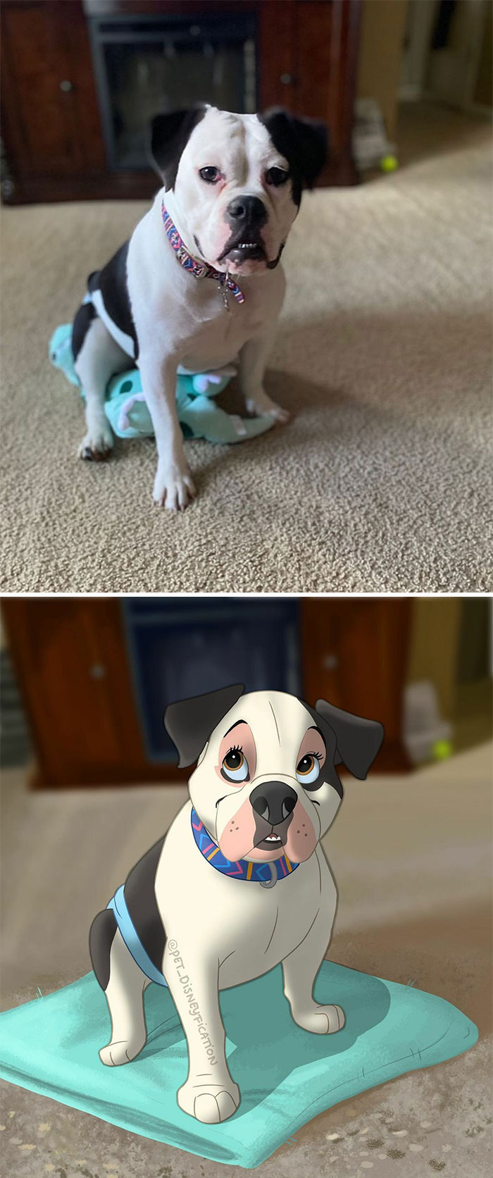 💜 Fureverhomefriday!!!💜⁣
⁣
this Lovely Lady Is Fiona!⁣
this Young Princess Has Been Looking For A Home For Most Of Her Life By Now 🥺⁣
she Is A Total Sweetheart That Loves Dogs And People! ⁣
⁣
she Has Cerebellar Hypoplasia, So She Is A Special Needs Dog, Very Wobbly And Needs A Home That Is Willing To Put In The Time And Give Her Special Care. She’s A Special Girl So She Definitely Deserves That 🥰⁣
⁣
she Is Being Fostered By @dontbullyusrescuefosters In Philadelphia, Nj. ⁣
if You Can Give Her A Good Life, Check Out Her Page And Fill Out An Adoption Form On Https://Dontbullyus.com ⁣
⁣
please Share If You Know Someone That Would Want To Adopt Her! She’s Been Looking For So Long Because Of Her Disability 💔