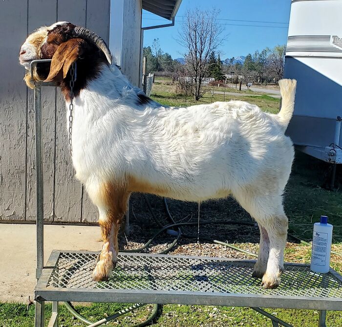 Here’s Big Daddy One Of Our Breeding Bucks