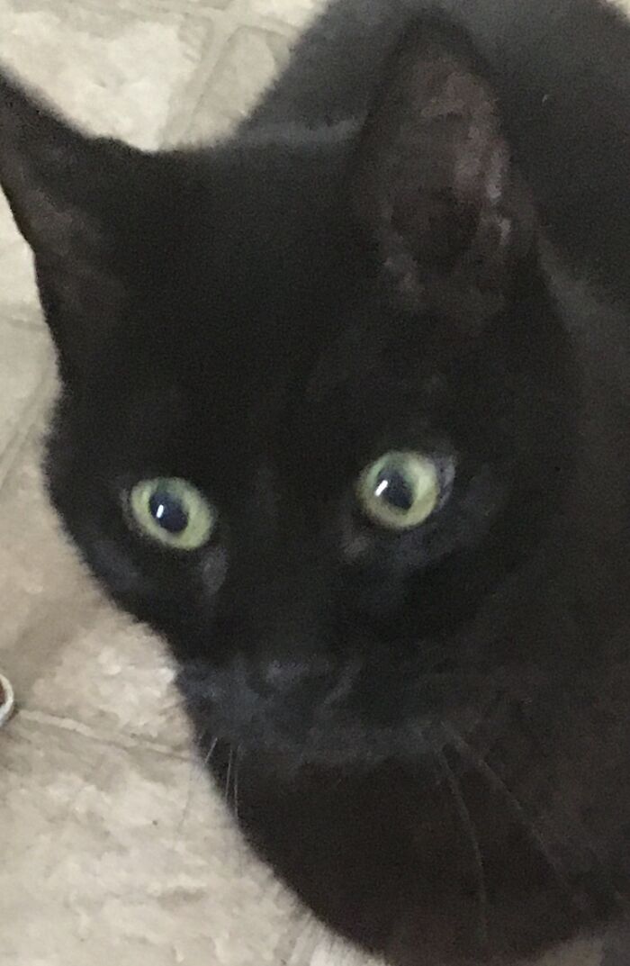 The Moment I Opened The Cat Food Can.