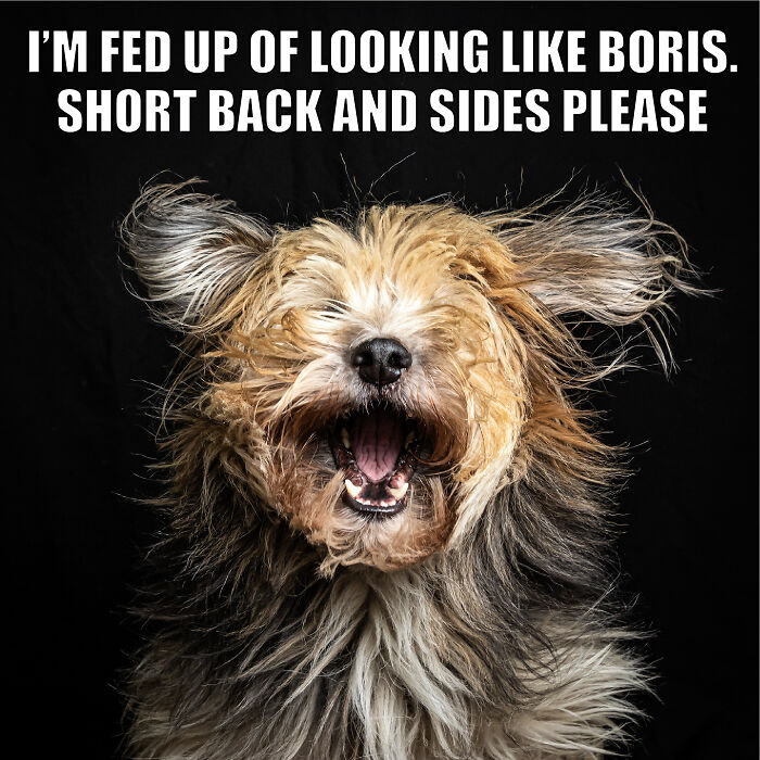 Animal-Friends-Comedy-Photo-Awards-Funny-Pet-Memes-Quarantine