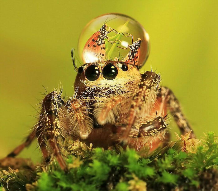 Jumping Spiders Sometimes Wear Dewdrops As Hats