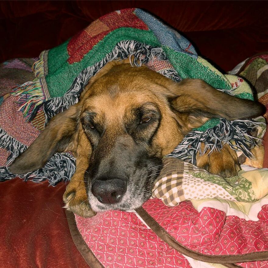 People Are In Love With This Rescue Dog That Looks Like Baby Yoda People Are In Love With This Rescue Dog That Looks Like Baby Yoda