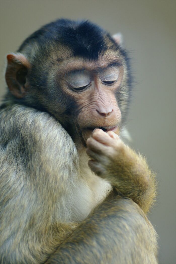 Wildlife-Photography-Animals-Best-Photos-Goran-Anastasovski