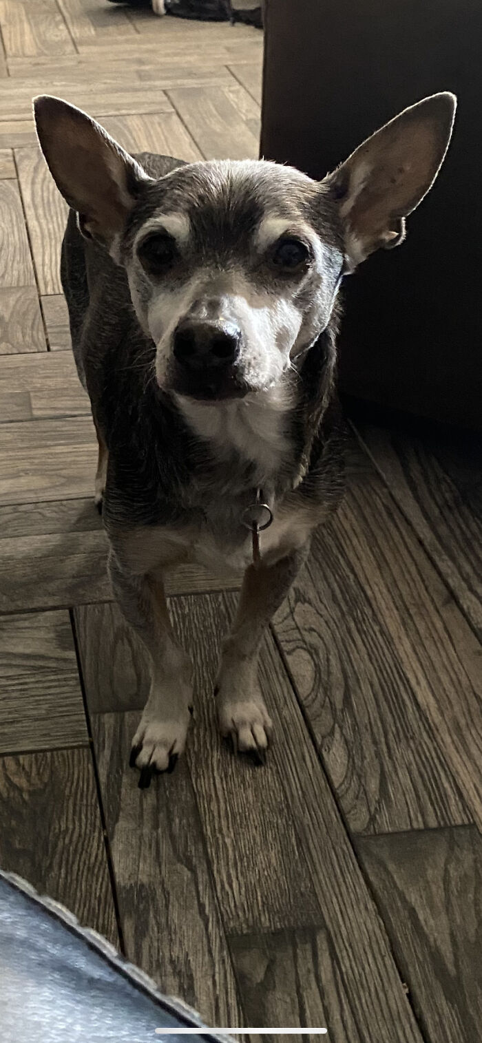 Shiloh, 10; Waiting For Eily To Move Away From The Leopard Plush.