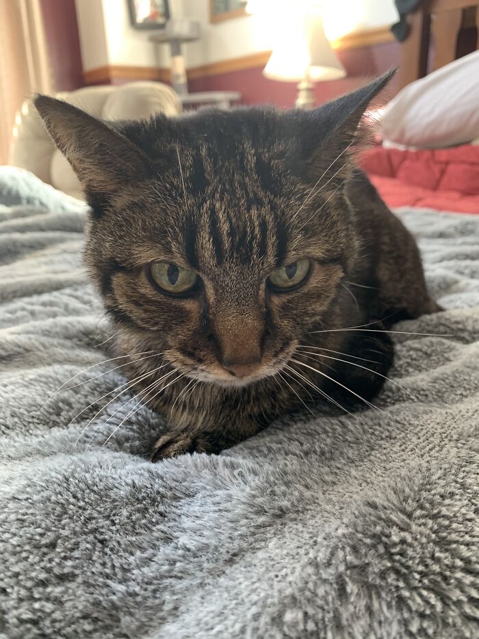 Super Pretty Super Kitty!