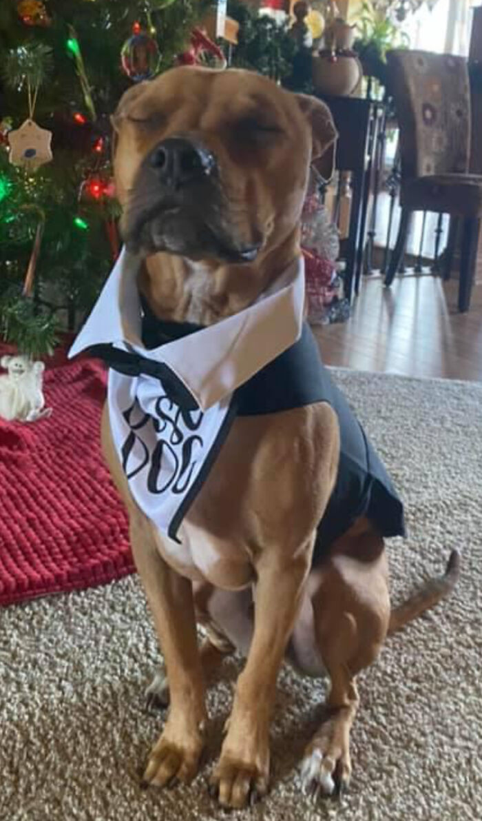 Our Sweet Boy Was ‘Best Dog’ At Our Pandemic Wedding Over Christmas