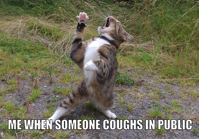 Animal-Friends-Comedy-Photo-Awards-Funny-Pet-Memes-Quarantine