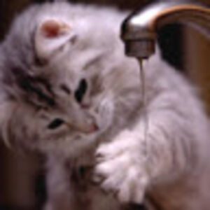 anayahjanuary avatar