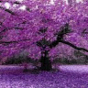 yureimirodriguezverdin avatar