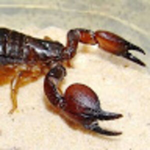 scorpiomaurus_1 avatar