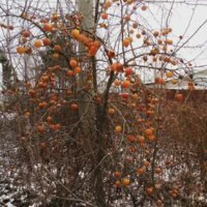 946659562775422 avatar