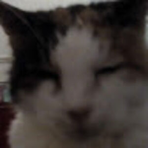 francespidcock avatar