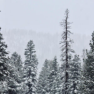 stellaanderson avatar