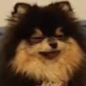 victoriavargasperez avatar