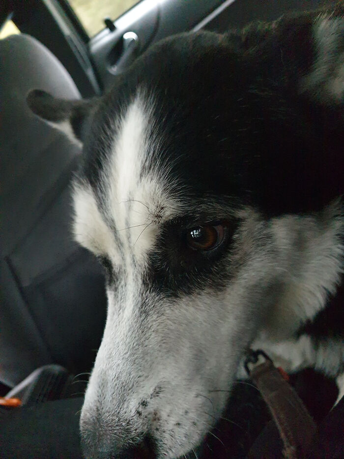 This Is My Dog Loki After 16 Hours Of Him Being Missing And Me Running Around The Forest Trying To Find Him