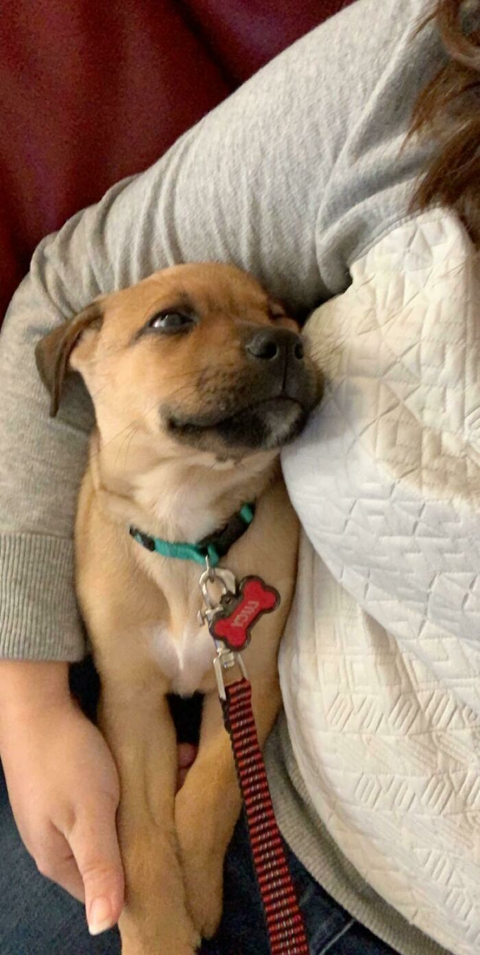 My Puppy Mirin At A Mere 12 Weeks