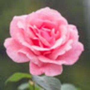 olesyakozhenevsky avatar