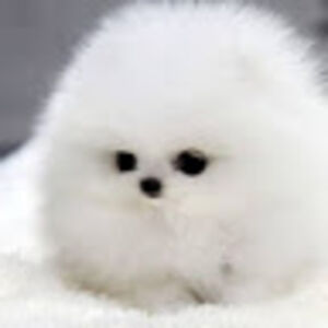 rosariocruzfuentes avatar