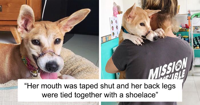 This Dog Ran Away From An Illegal Meat Farm In Bali, We Helped Her Heal And Found Her A Home