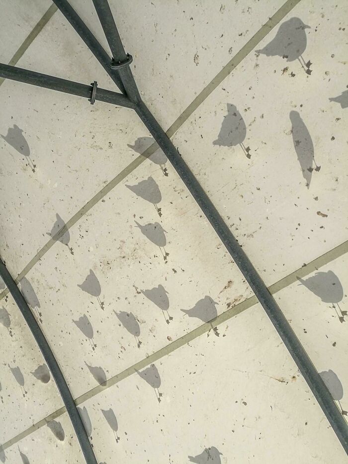Shadows Of Birds Perched Atop A Tent