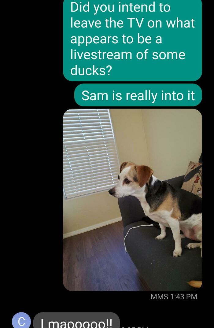 My Roommates Left For The Day With The TV On. I Go Downstairs With My Dog And She Does This