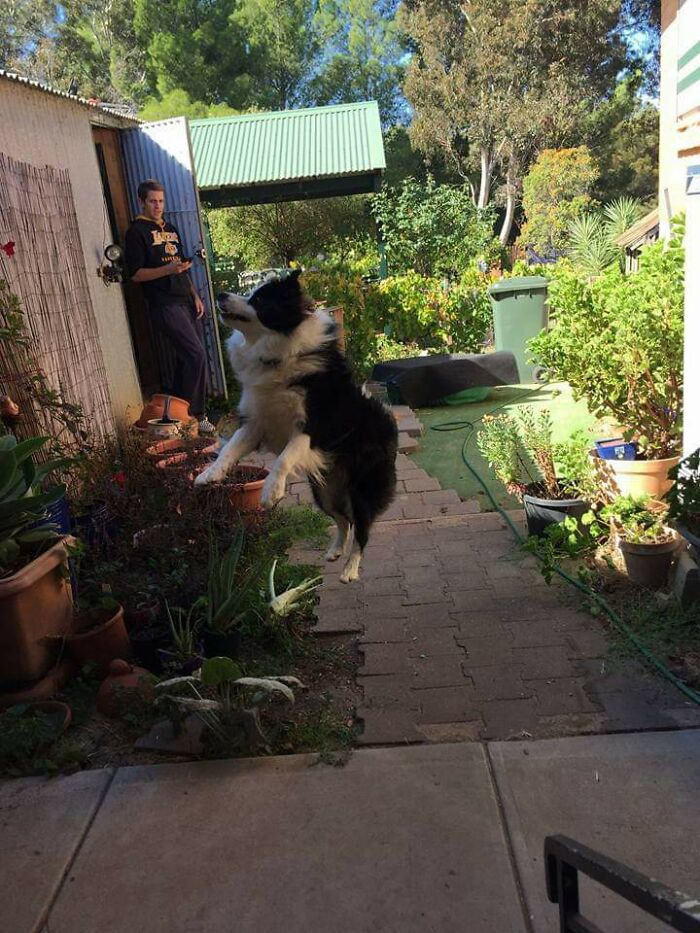 When You Catch Your Dog Being Abducted