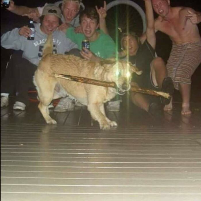 Animals-With-Threatening-Auras-Pics