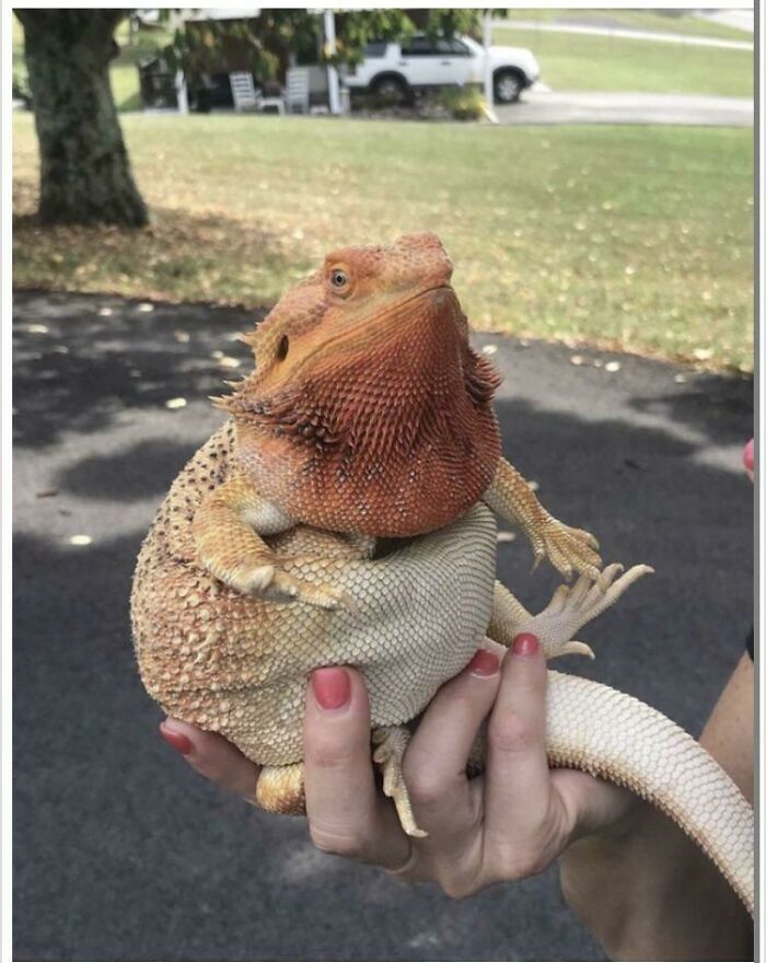 Chonk