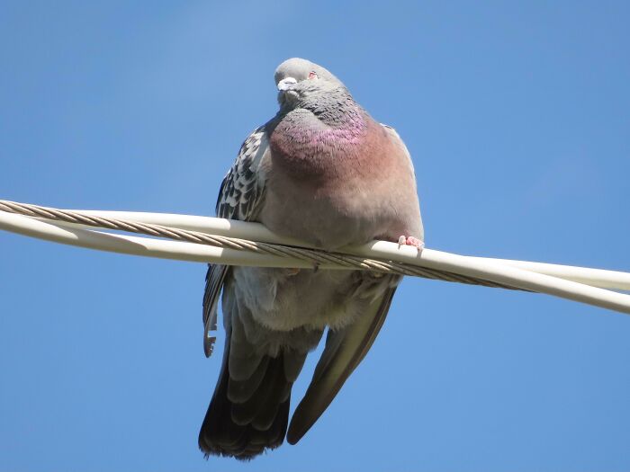 Absolute Unit Of A Pigeon I Saw When I Was On A Walk
