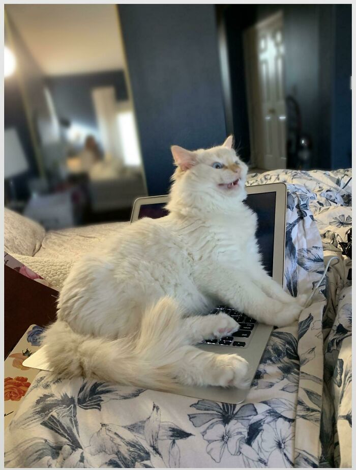 It Started Out As A Cute Pic Of My Cat On My Laptop And Then He Malfunctioned