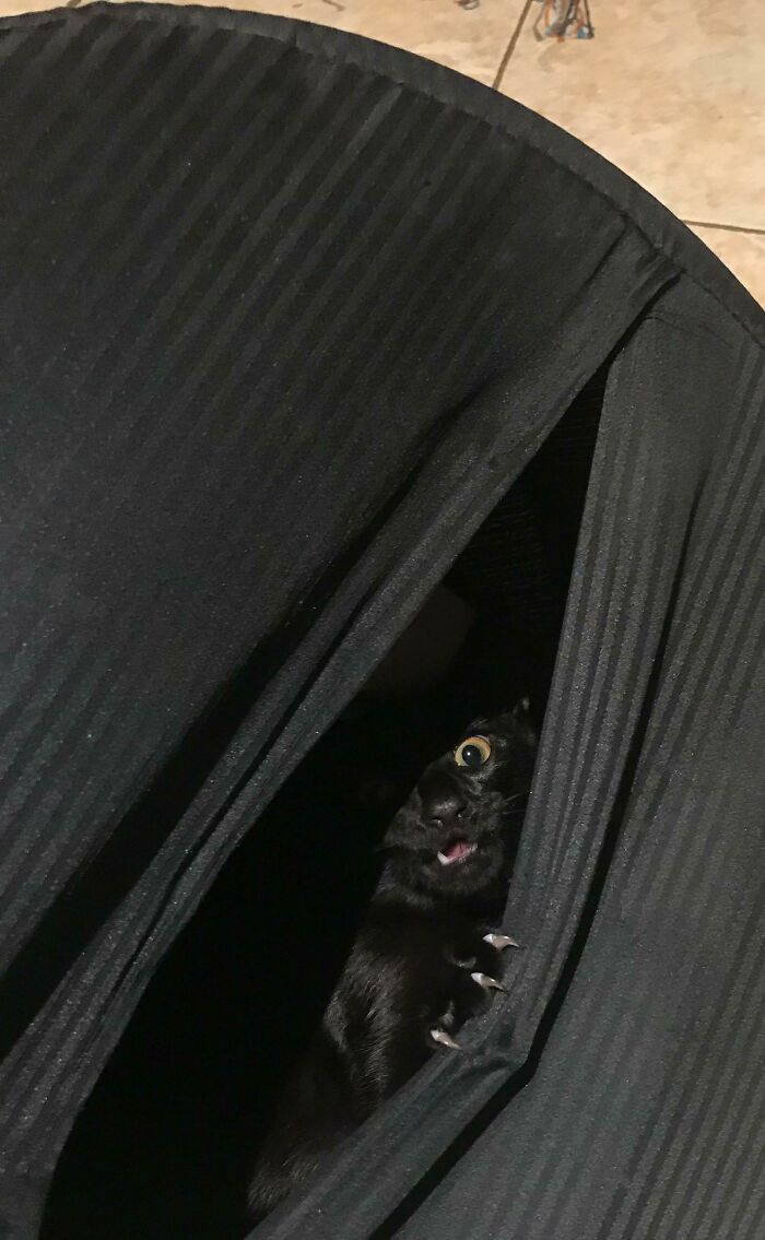 Chiro Has Always Been A Bit Weird Though. This Is Smol Chiro Doing Her Best Freddy Krueger Impression