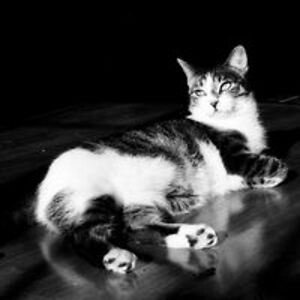 oldcity_kontakt avatar