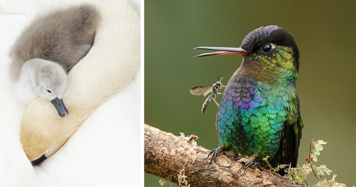 Here Are The 31 Finalists Of 2021 Bird Photographer Of The Year Awards