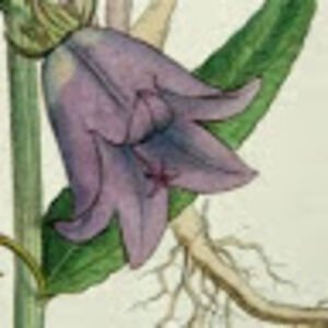 nightshademcarthur avatar