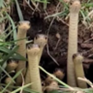 alexandertrisler avatar