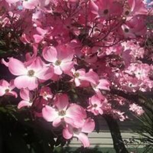 lilly_stevens avatar