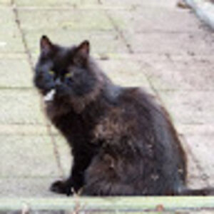 joostvanleeuwen avatar