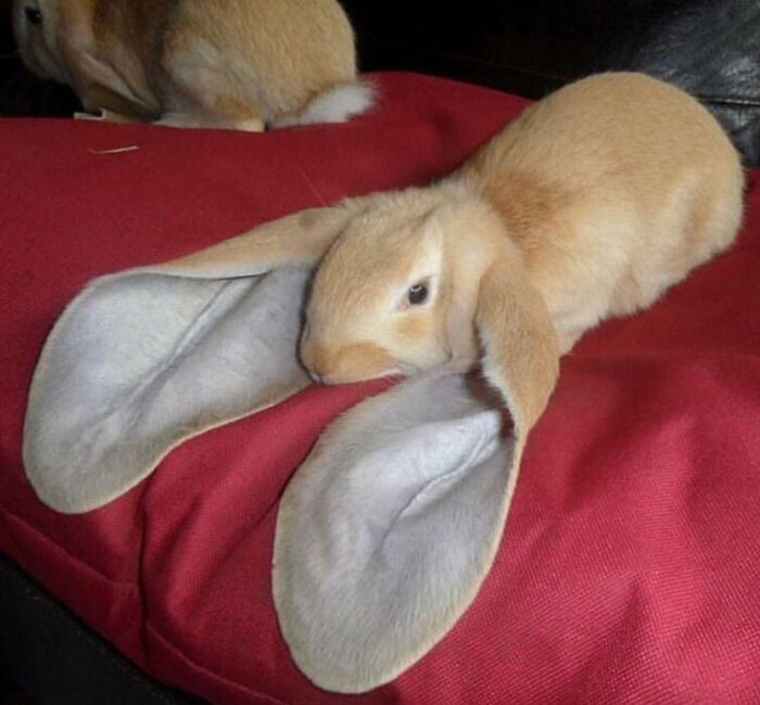 The Absolute Ears On This Bun