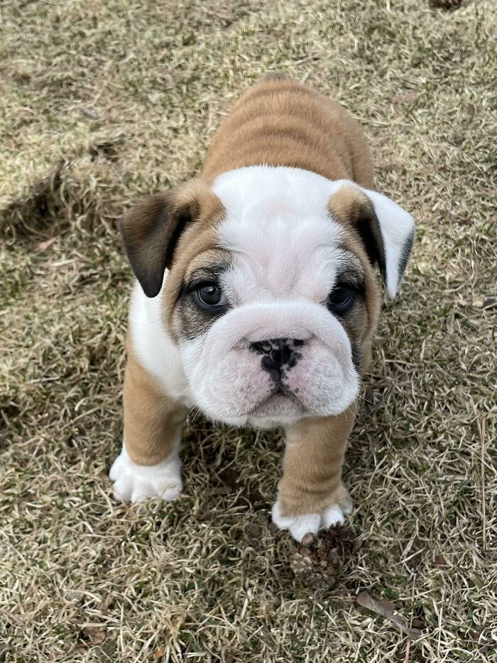 My Neighbors Dog Had Puppies And This Guy Waddled Up To Me...