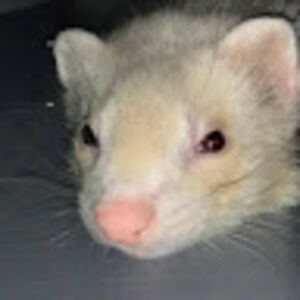 rebeccamicormic avatar