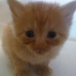 theoncomingstormisuponyou avatar