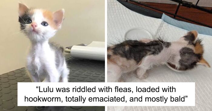 Kitten With Small Body But Strong Will To Live Undergoes A Life-Changing Transformation That Turns It Into A Gorgeous Calico CatKitten With Small Body But Strong Will To Live Undergoes A Life-Changing Transformation That Turns It Into A Gorgeous Calico Cat