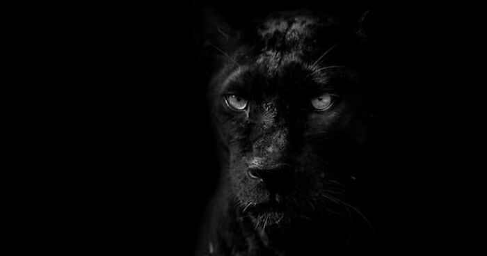 I’ve Been Photographing Wildlife For 15 Years, Here Are My 30 All-Time Favorite Photos