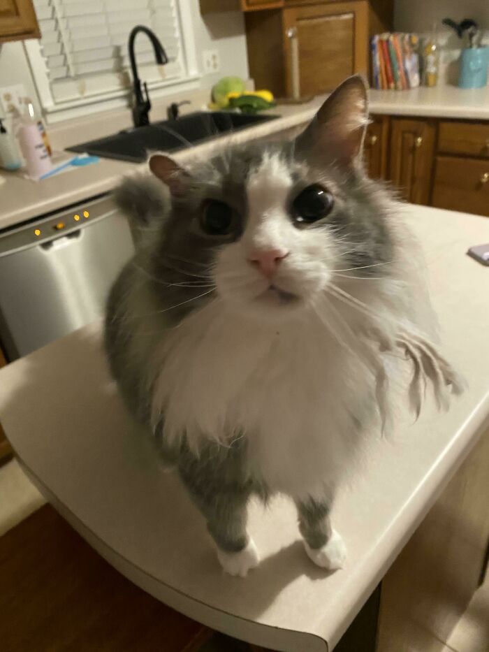 A Friend Took A Picture Of My Cat Ben And Made It Big. So Here’s Some More Of Ben, The Big Fluff