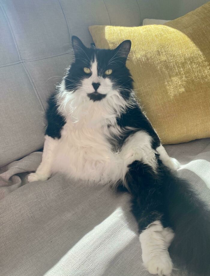 He’s Not A Three-Legged Cat, He’s Just Hiding His Other One Under His Big Belly